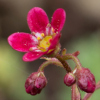 Saxifraga kolentiana atropurpurea - Abriachan Nurseries, The Garden On Loch Ness